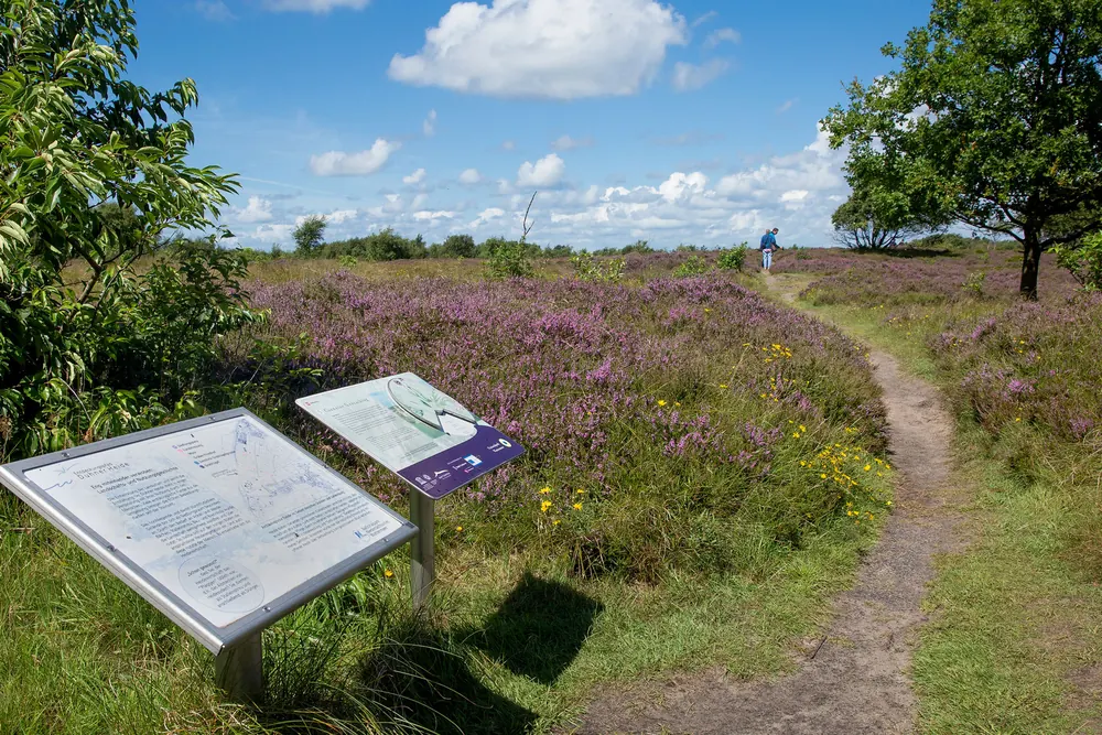 Blühende Küstenheide mit Wanderweg und Infotafel